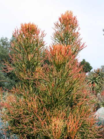 Fast Growing Fire Sticks Cactus* (euphorbia tirucalli fire)