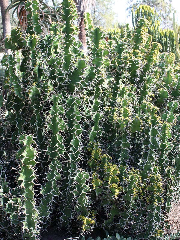 Lg. Showy Cow Horn Cactus* (euphorbia grandicornis) - Image 4