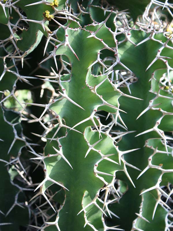 Lg. Showy Cow Horn Cactus* (euphorbia grandicornis) - Image 3