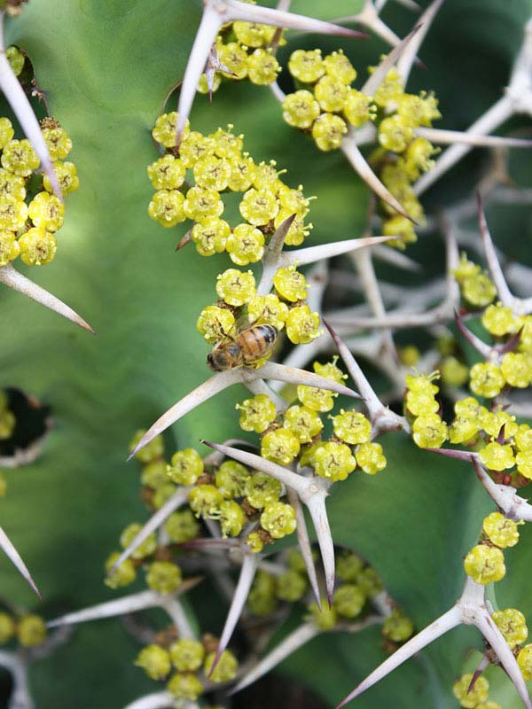 Lg. Showy Cow Horn Cactus* (euphorbia grandicornis) - Image 2