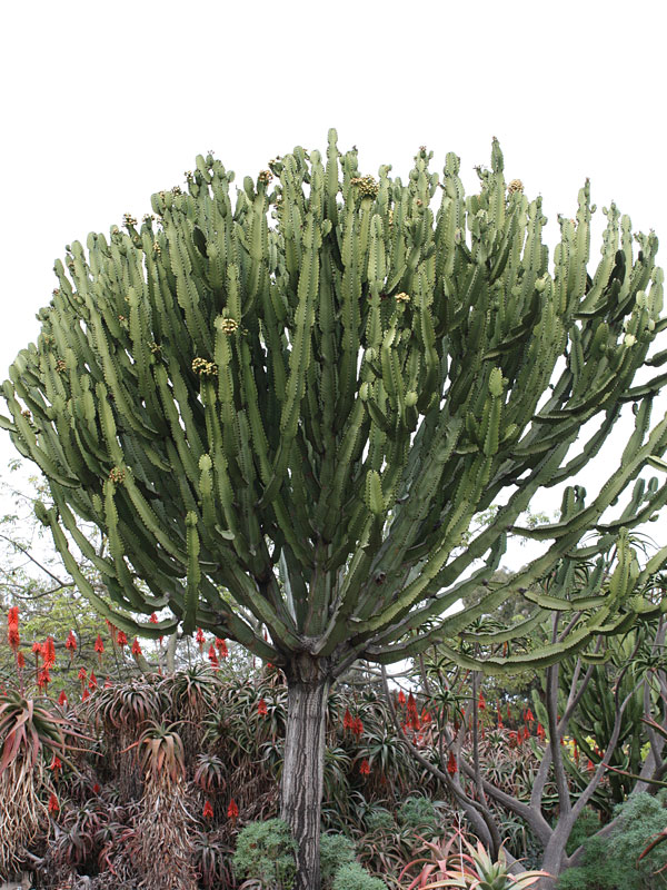 Lg. #1 Flowering Giant Candelabra Tree Cactus* (euphorbia ingens) - Image 5