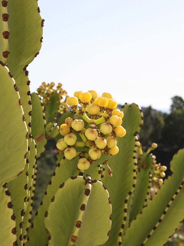 Lg. #1 Flowering Giant Candelabra Tree Cactus* (euphorbia ingens) - Image 3