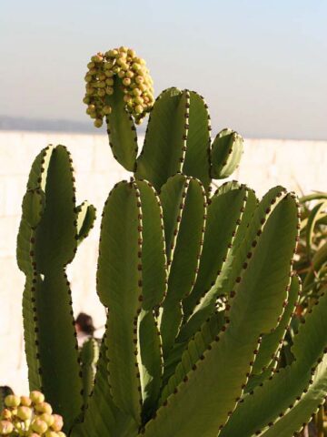 Lg. #1 Flowering Giant Candelabra Tree Cactus* (euphorbia ingens)