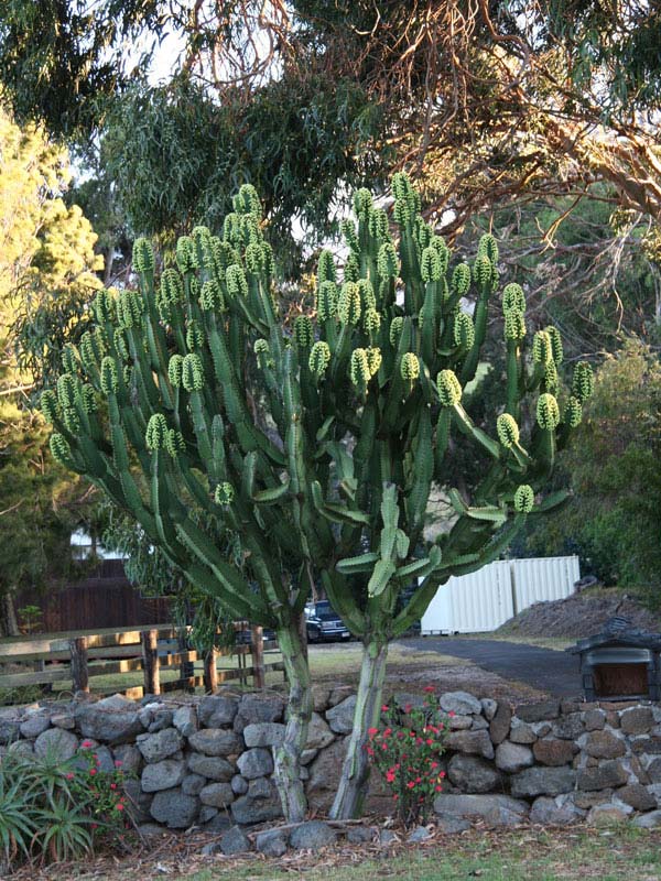 Lg. #1 Flowering Giant Candelabra Tree Cactus* (euphorbia ingens) - Image 7
