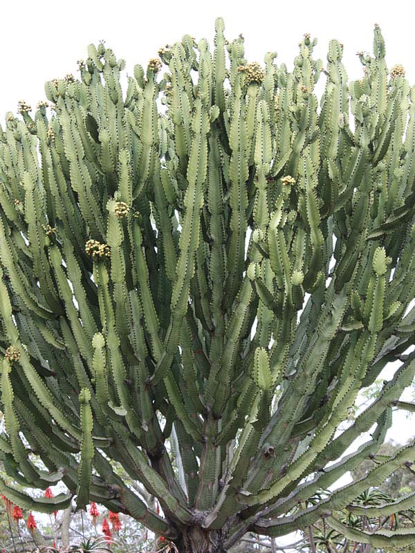 Lg. #1 Flowering Giant Candelabra Tree Cactus* (euphorbia ingens) - Image 6