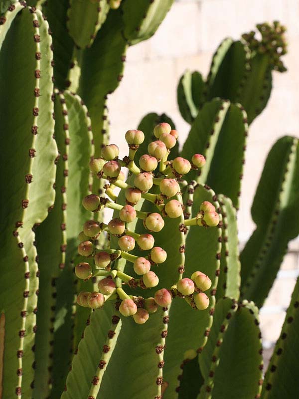 Lg. #1 Flowering Giant Candelabra Tree Cactus* (euphorbia ingens) - Image 4