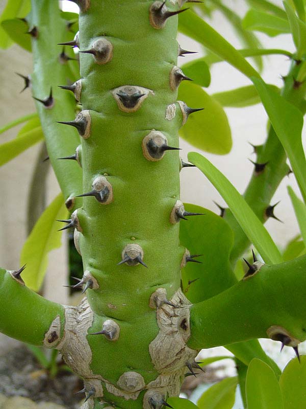 Fast Growing Desert Tree Cactus* (euphorbia neriifolia) - Image 2