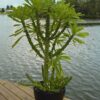 Fast Growing Desert Tree Cactus* (euphorbia neriifolia)