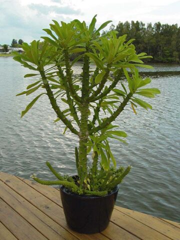 Fast Growing Desert Tree Cactus* (euphorbia neriifolia)
