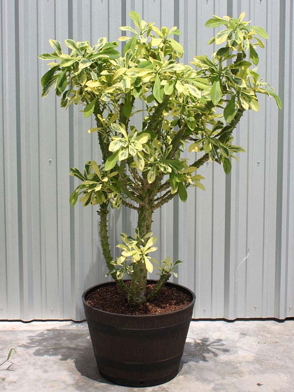 Beautifully Variegated Desert Tree Cactus* (euphorbia neriifolia variegata) - Image 2