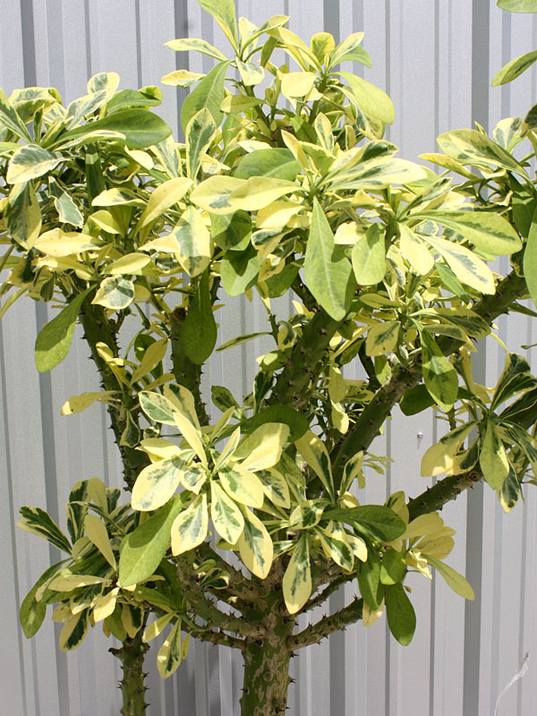 Beautifully Variegated Desert Tree Cactus* (euphorbia neriifolia variegata) - Image 5