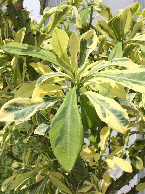 Beautifully Variegated Desert Tree Cactus* (euphorbia neriifolia variegata) - Image 4