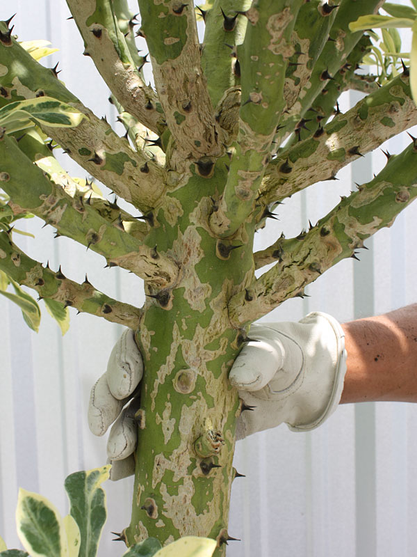 Beautifully Variegated Desert Tree Cactus* (euphorbia neriifolia variegata) - Image 3