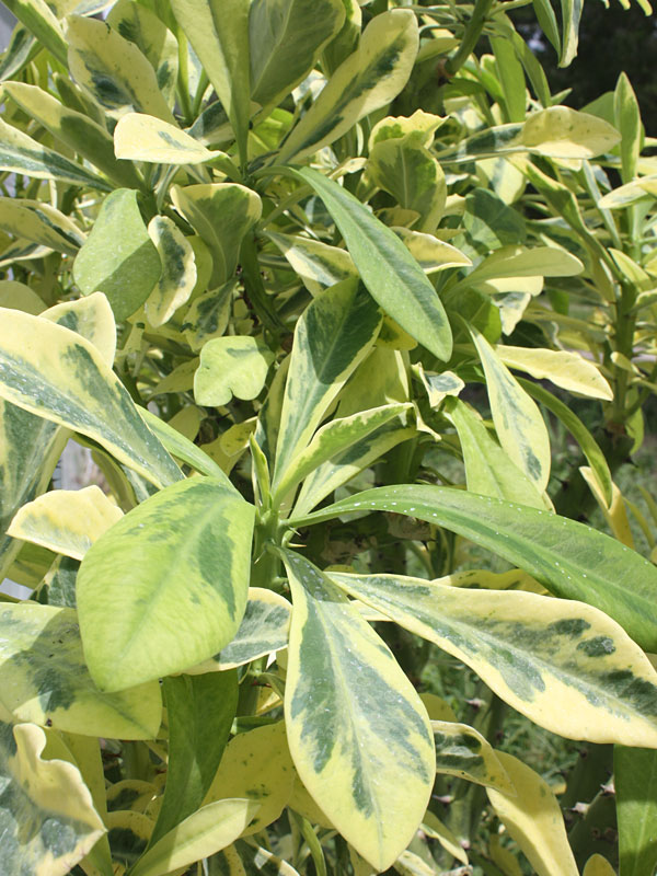 Beautifully Variegated Desert Tree Cactus* (euphorbia neriifolia variegata)