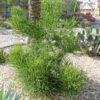 Popular Ornamental Pencil Cactus* (euphorbia tirucallii)