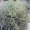 Ornamental Spineless Silver Shrub Cactus* (euphorbia stenoclada)