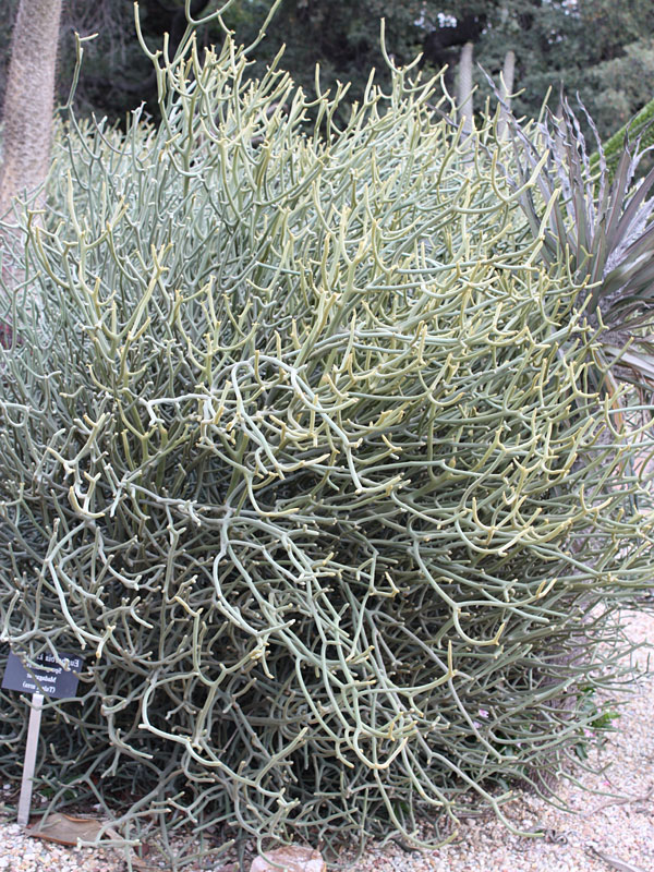 Ornamental Spineless Silver Shrub Cactus* (euphorbia stenoclada)