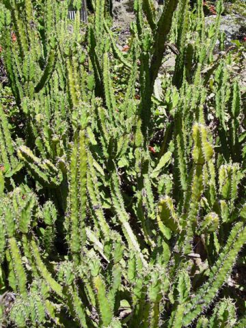 Lg. Mottled Pseudocactus Tiger Tree Cactus* (euphorbia pseudocactus) - Image 2