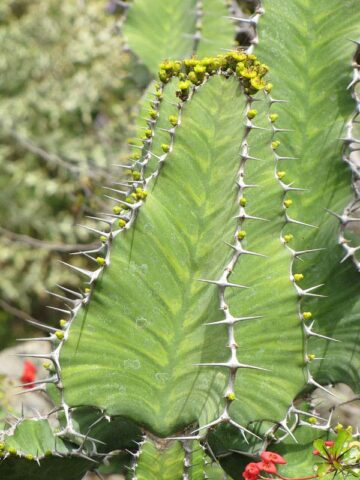 Lg. Mottled Pseudocactus Tiger Tree Cactus* (euphorbia pseudocactus) - Image 3