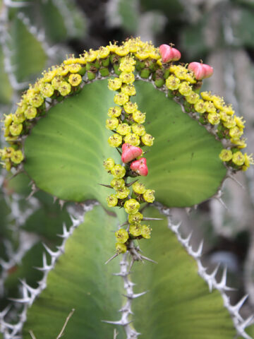 Lg. Mottled Pseudocactus Tiger Tree Cactus* (euphorbia pseudocactus)