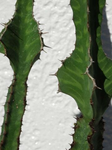 Lg. Mottled Pseudocactus Tiger Tree Cactus* (euphorbia pseudocactus) - Image 4