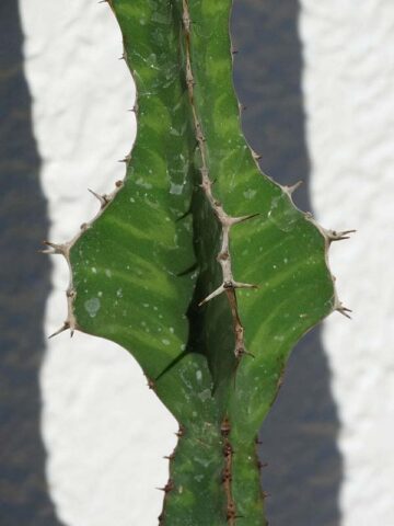 Lg. Mottled Pseudocactus Tiger Tree Cactus* (euphorbia pseudocactus) - Image 5
