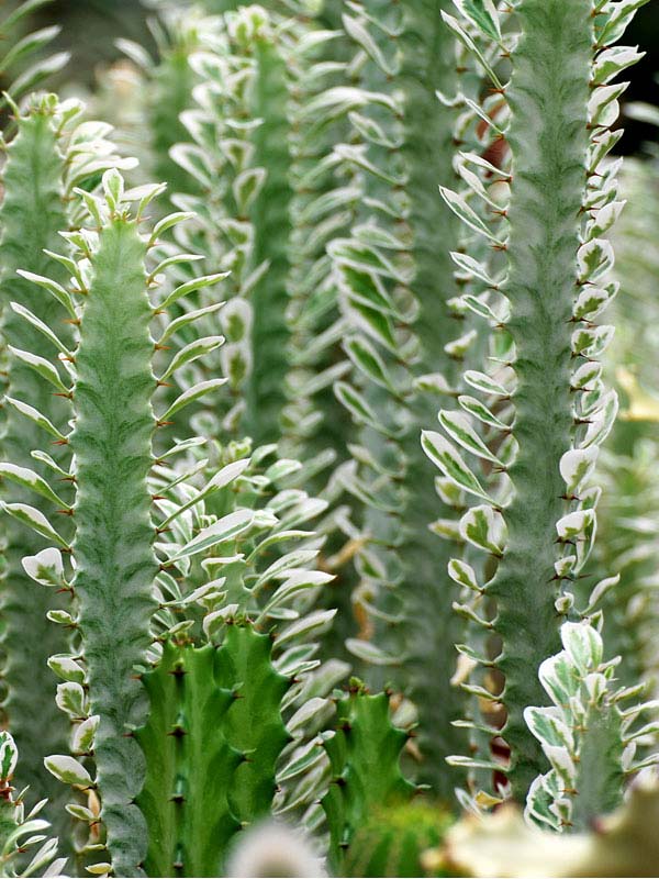 Rare Trigona Variegated White Tip Cactus* (euphorbia trigona) - Image 3