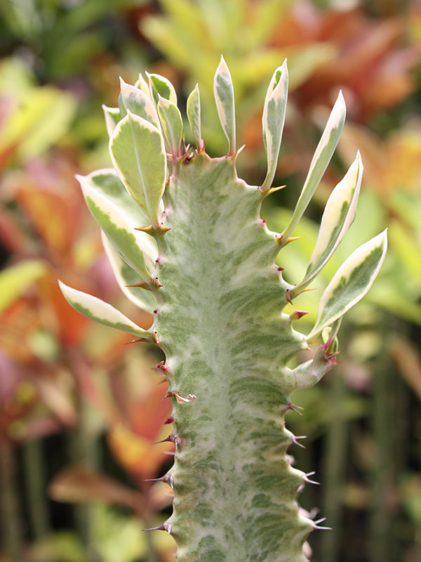 Rare Trigona Variegated White Tip Cactus* (euphorbia trigona) - Image 2