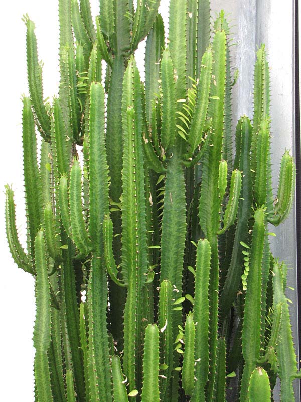 Fast Growing Trigona Jade Tiger Cactus* (euphorbia trigona) - Image 2
