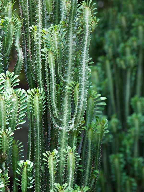 Fast Growing Trigona Jade Tiger Cactus* (euphorbia trigona) - Image 3