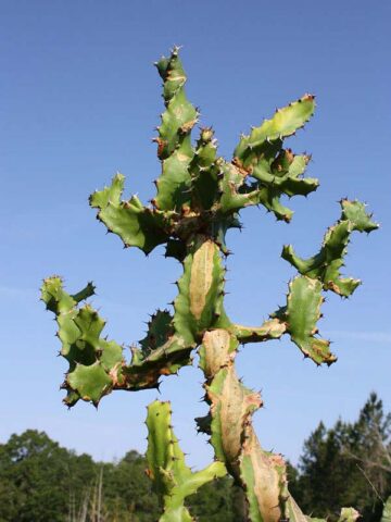 Unusual Spiral Tortilis Cactus* (euphorbia tortilis)