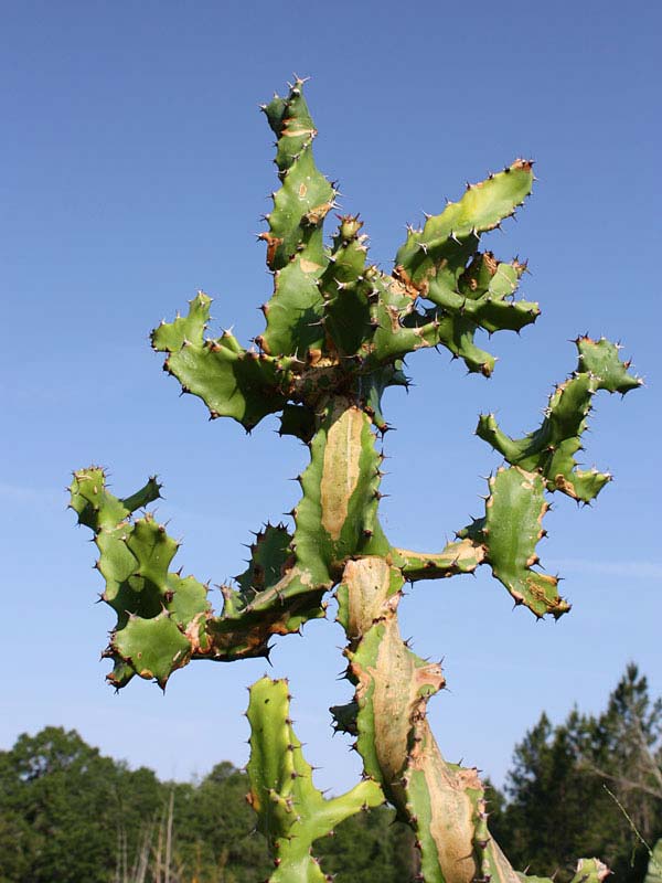 Unusual Spiral Tortilis Cactus* (euphorbia tortilis)