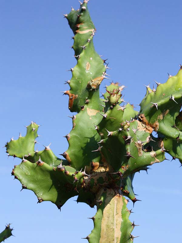 Unusual Spiral Tortilis Cactus* (euphorbia tortilis) - Image 2