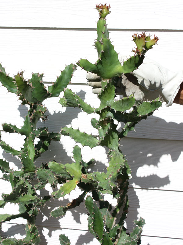 Unusual Spiral Tortilis Cactus* (euphorbia tortilis) - Image 3