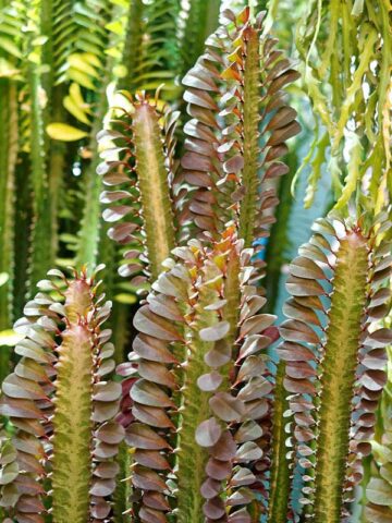 Top Seller Garnet Red Cathedral Cactus* (euphorbia trigona)