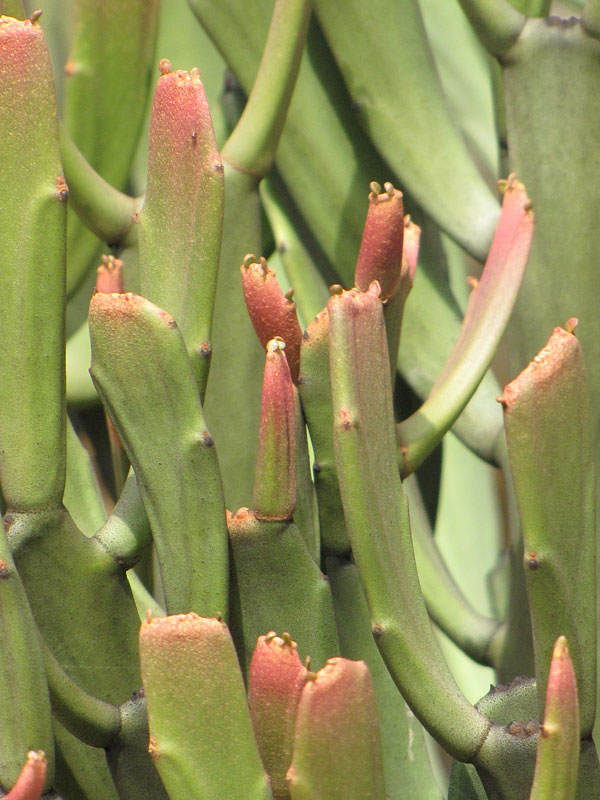 Flat Orange Tip Pencil Cactus* (euphorbia xylophylloides) - Image 2