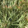 Flat Orange Tip Pencil Cactus* (euphorbia xylophylloides)