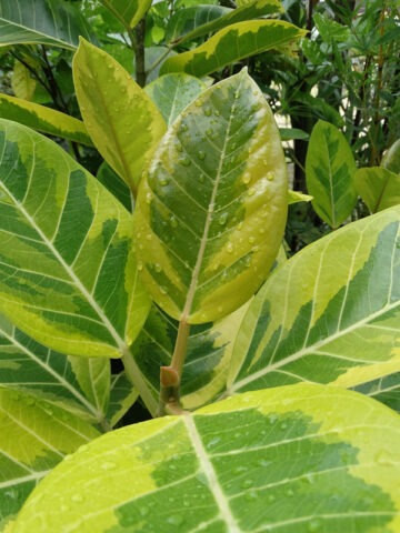 Alternative view of Lg. Asian Council Tree (ficus altissima variegata)