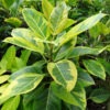 Lg. Asian Council Tree (ficus altissima variegata)
