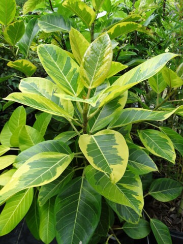 Lg. Asian Council Tree (ficus altissima variegata)