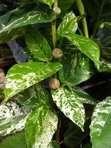 Alternative view of Lg. Clown Fig Tree (ficus aspera parcelli)