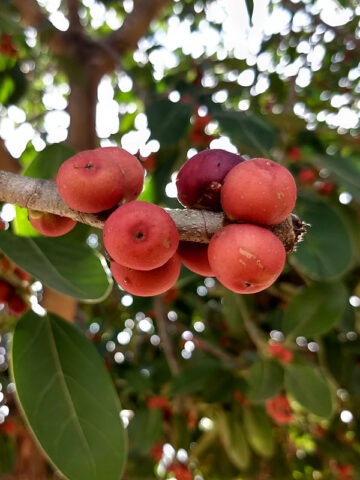 Alternative view of Lg. Banyan Tree (ficus benghalensis)