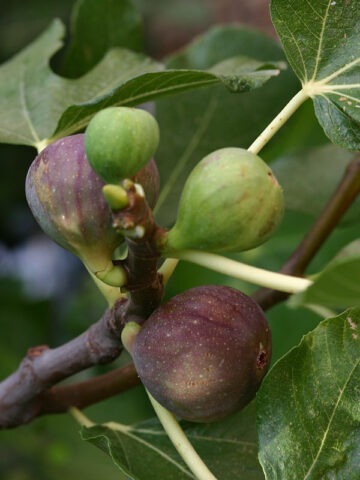 Alternative view of Lg. Heirloom Brown Turkey Fig Tree (ficus carica)
