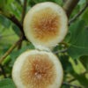 Lg. Falls Gold Fig Tree (ficus carica)