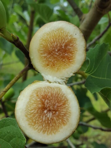Lg. Falls Gold Fig Tree (ficus carica)