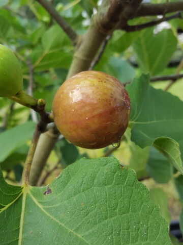 Alternative view of Lg. Falls Gold Fig Tree (ficus carica)