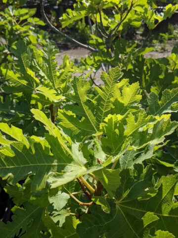 Alternative view of Lg. Ice Crystal Fig Tree (ficus carica)