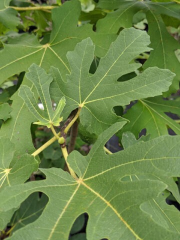 Alternative view of Lg. Mega Celeste Fig Tree (ficus carica)