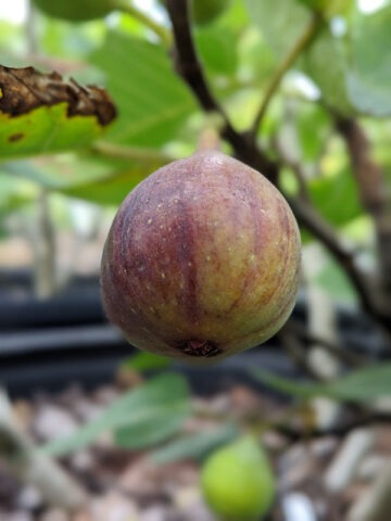 Lg. Mega Celeste Fig Tree (ficus carica)
