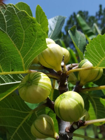 Lg. Panachee Tiger Fig Tree From Seed (ficus carica)